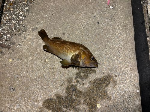 エゾメバルの釣果