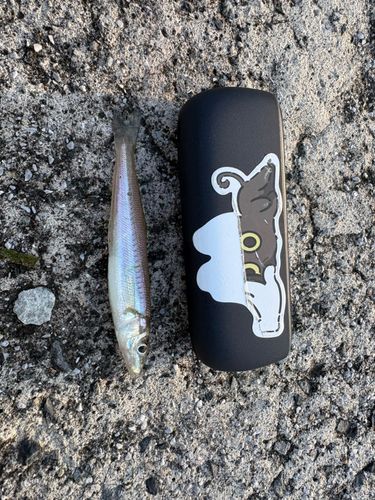キスの釣果