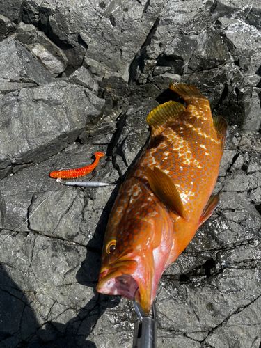 キジハタの釣果