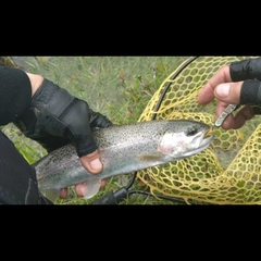 ニジマスの釣果