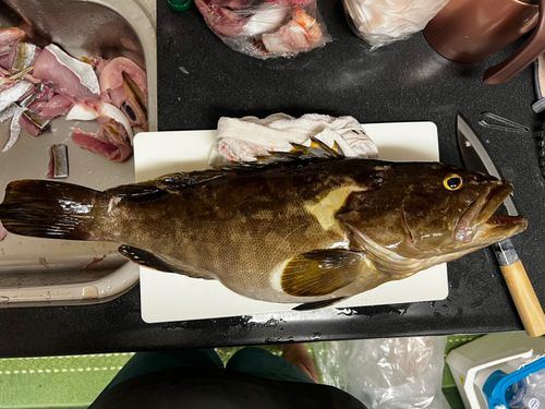 クエの釣果