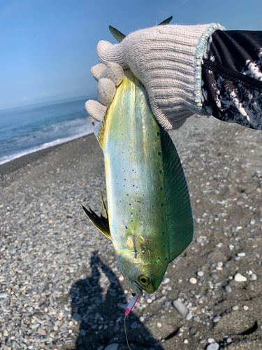 シイラの釣果
