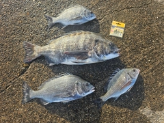 クロダイの釣果