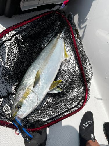 ヒラマサの釣果