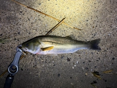 フッコ（マルスズキ）の釣果