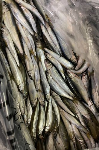 コアユの釣果