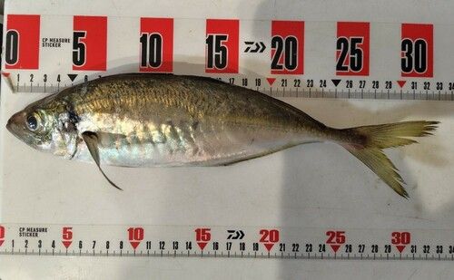 アジの釣果