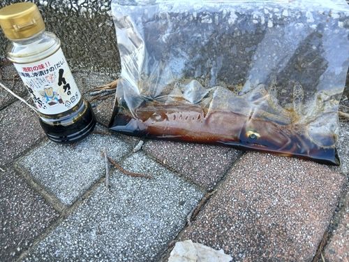 ケンサキイカの釣果