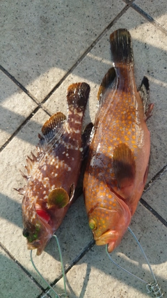 キジハタの釣果