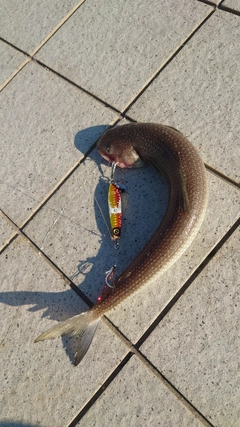 エソの釣果