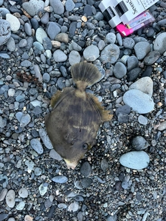 カワハギの釣果