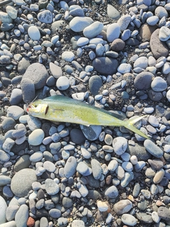 ソウダガツオの釣果