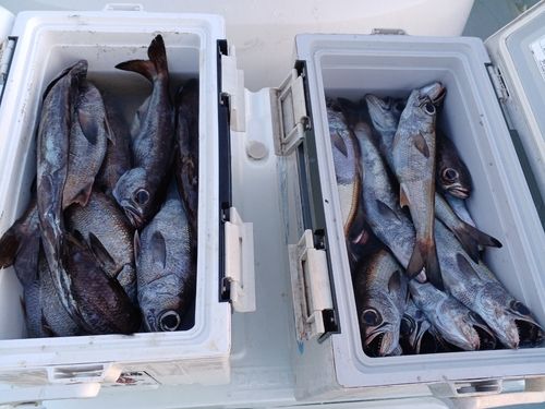 ムツの釣果