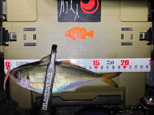 アジの釣果