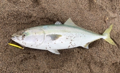 ワラサの釣果