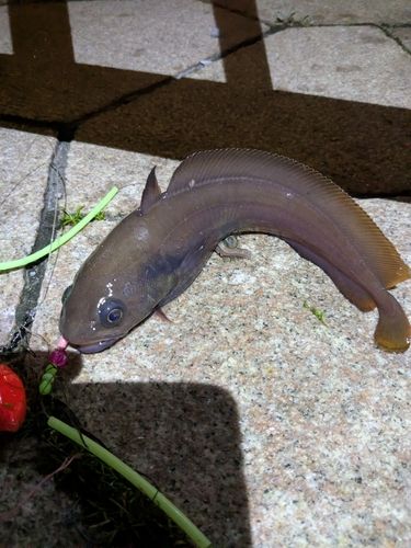 ドンコの釣果
