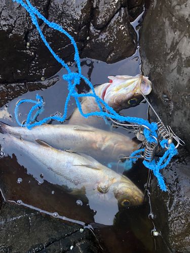 イサキの釣果