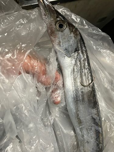 タチウオの釣果