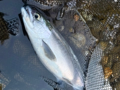 ヒメマスの釣果