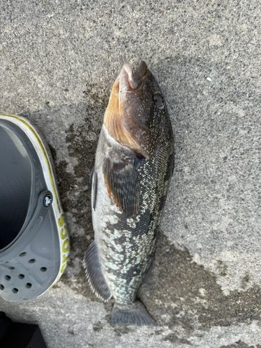 アイナメの釣果