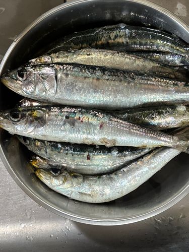 マイワシの釣果