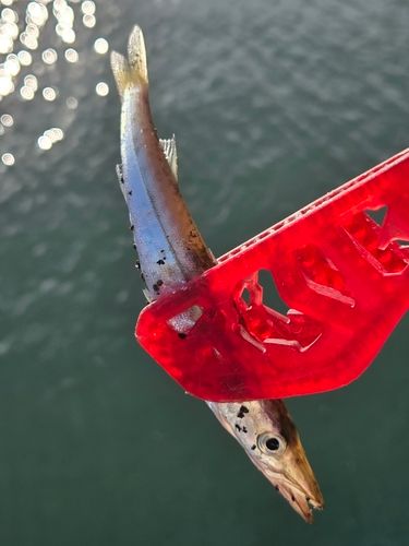 カマスの釣果