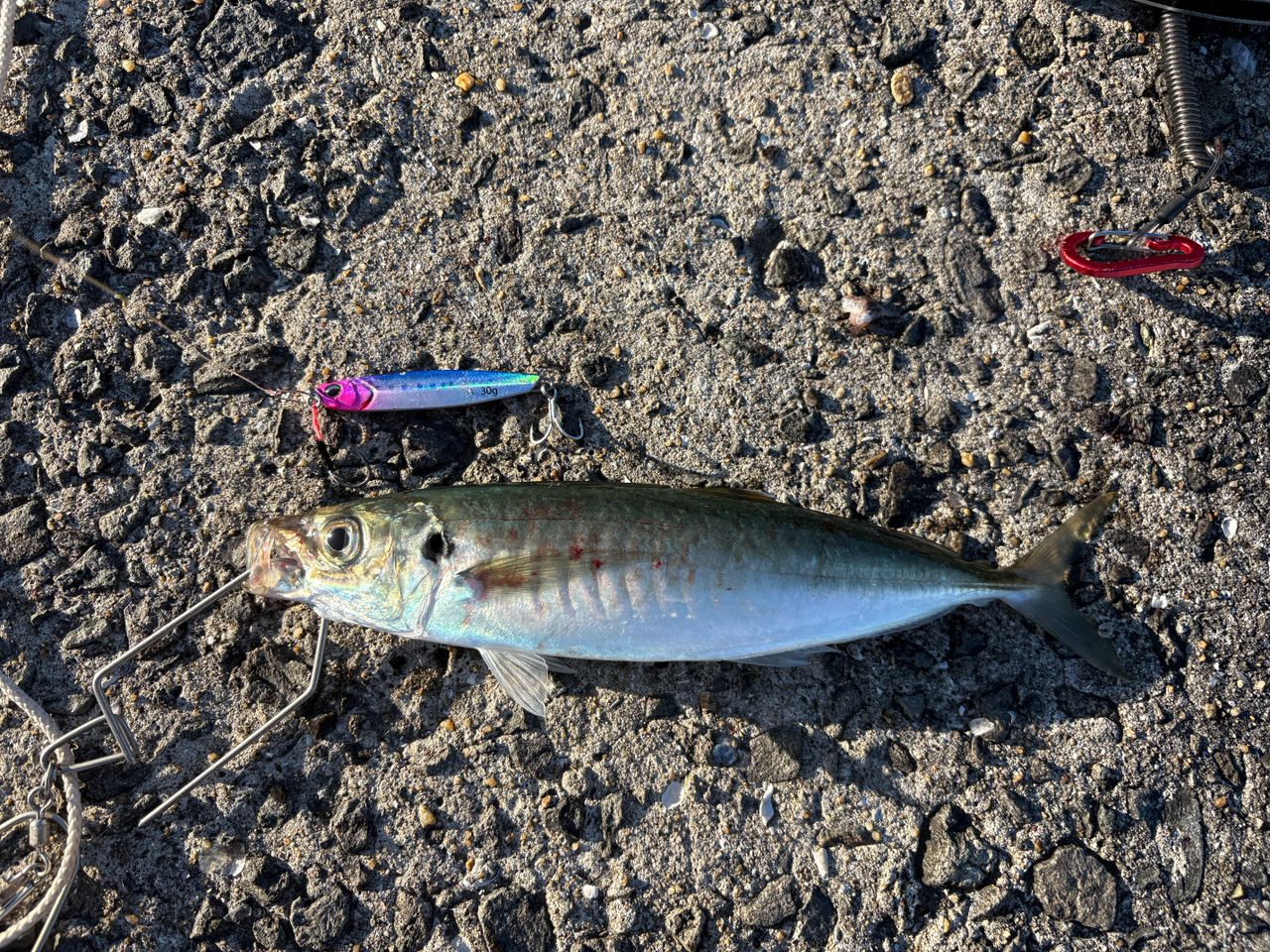マルアジの釣果写真