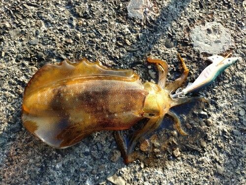 アオリイカの釣果