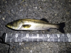 スズキの釣果