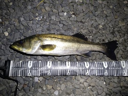 スズキの釣果