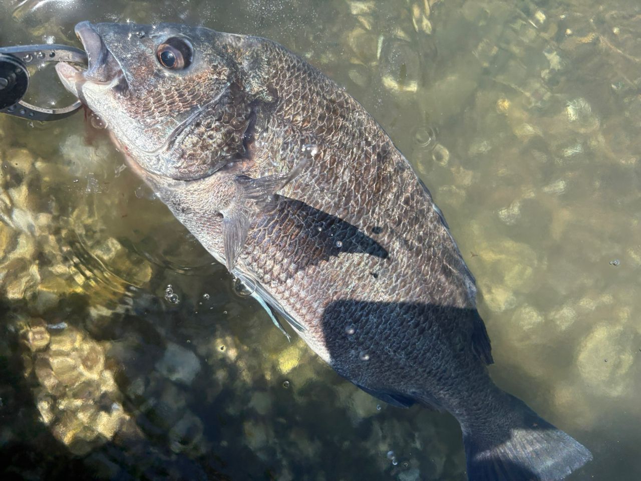 チヌの釣果写真