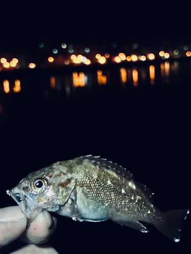 クロソイの釣果