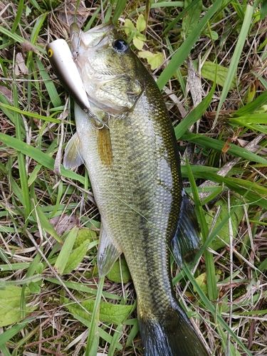 ブラックバスの釣果