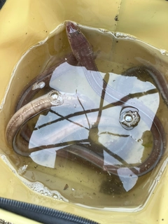 ハモの釣果