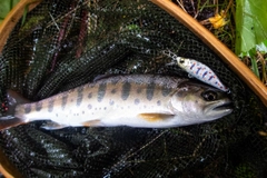 ヤマメの釣果