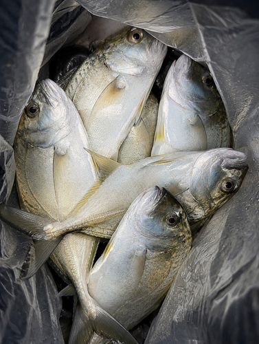 メッキの釣果
