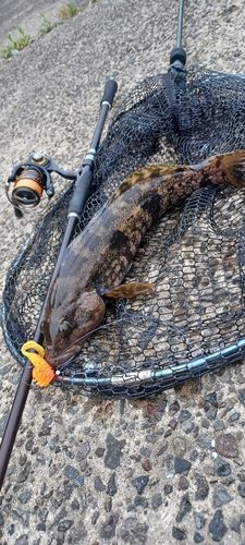 アイナメの釣果