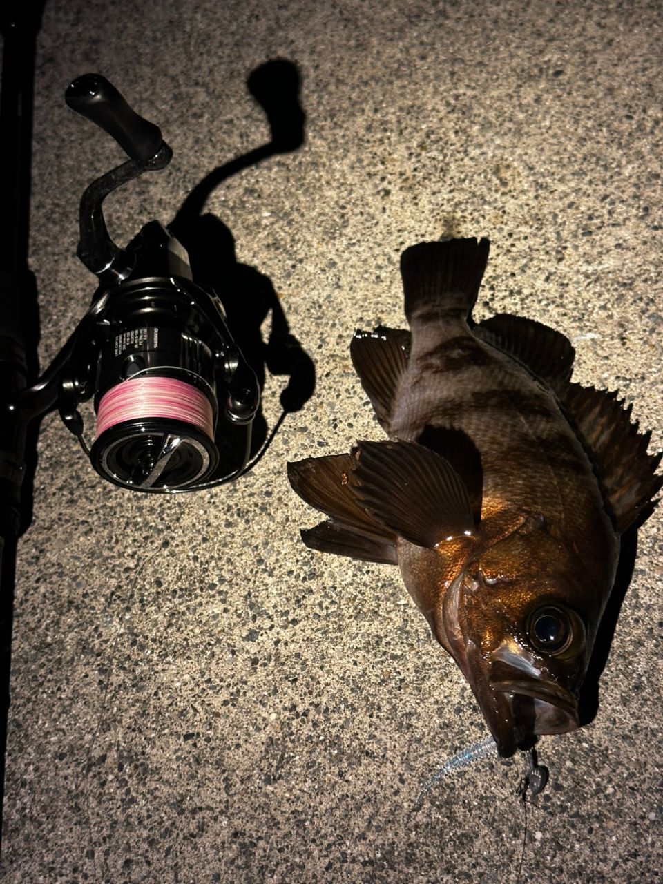 SHIMANO 23ヴァンキッシュ 2500SHGの最安値・インプレ・釣果 | 本音の