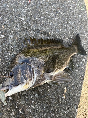 クロダイの釣果
