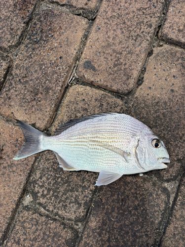 ヘダイの釣果