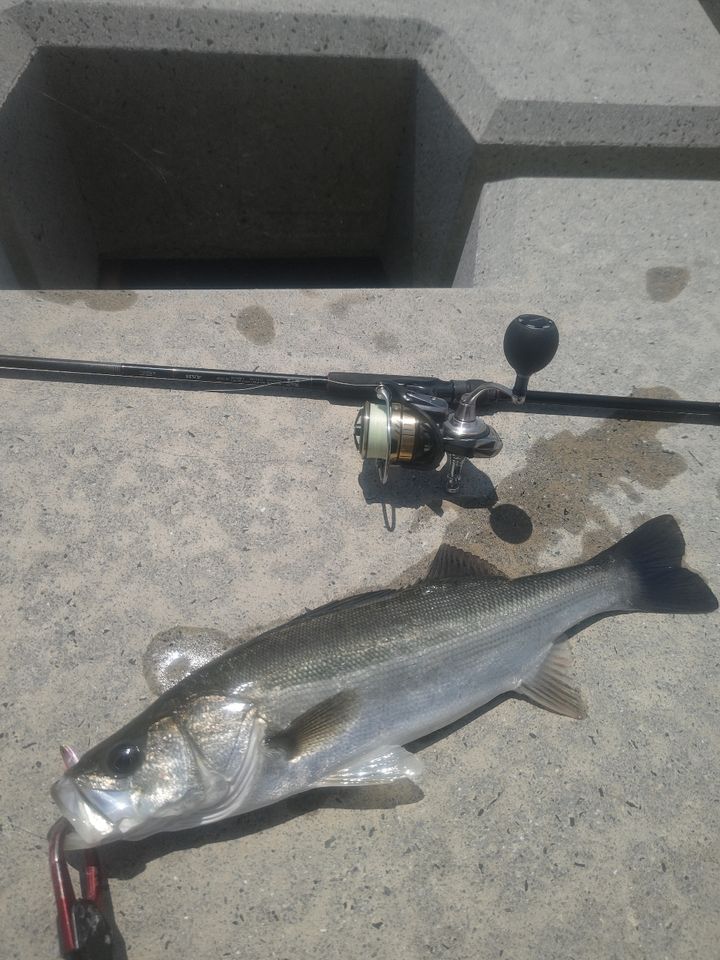 DAIWA 22HRF® (ハードロックフィッシュ) 86M・Qの最安値・インプレ
