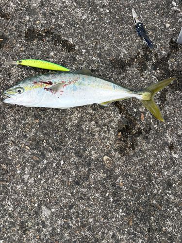 イナダの釣果