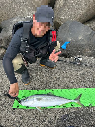 ワラサの釣果