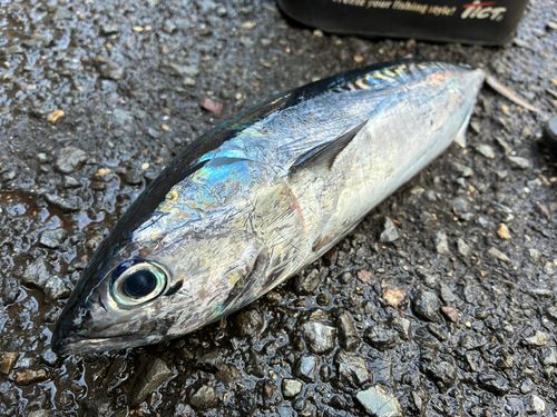 ソウダガツオの釣果