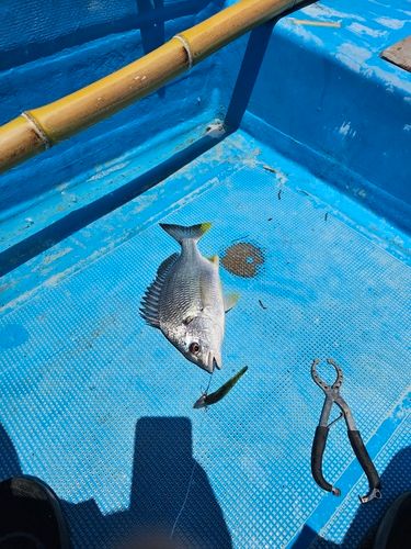 キビレの釣果