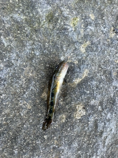 ゴクラクハゼの釣果