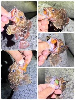カサゴの釣果