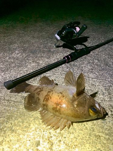 シロメバルの釣果