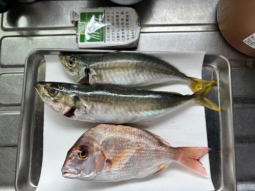 アジの釣果