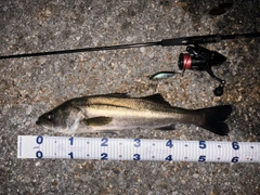 スズキの釣果